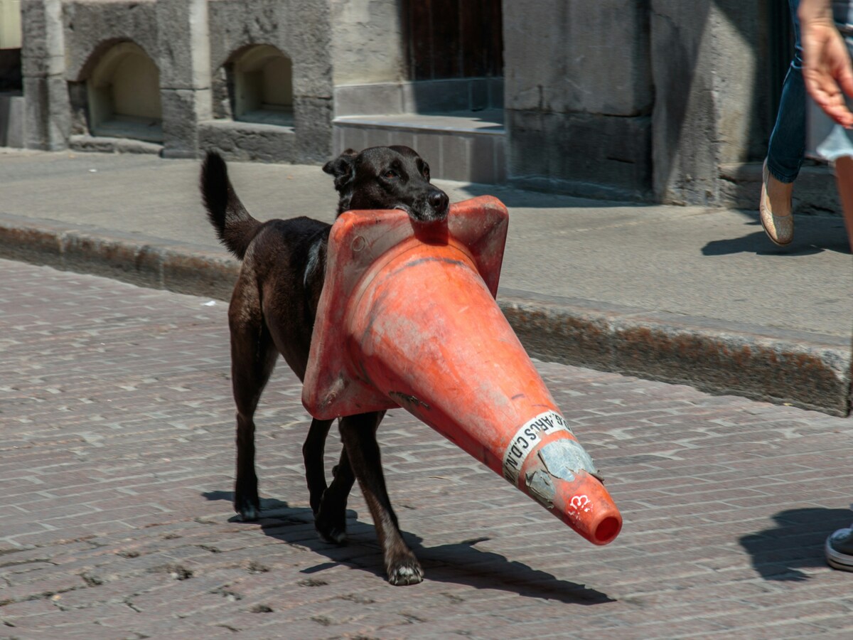 stealing a traffic cone